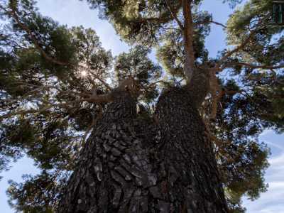 ...alto ben 24 metri � stato dichiarato albero monumentale nel 2019